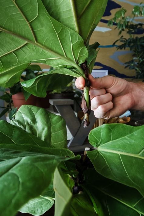 How to propagate a fiddle leaf fig from stem cuttings Fiddle Fig Propagation, Fig Plants, Fiddle Leaf Fig Care, Fiddle Tree, Fiddle Leaf Tree, Dracaena Plant, Fig Plant, Household Plants, Fiddle Leaf Fig Tree