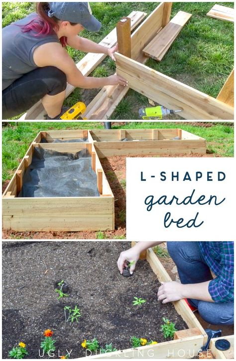 My vegetable seedlings popped up quickly this spring, which meant I needed a garden bed — FAST! Check out how I made this cheap & easy L-shaped raised garden bed out of cedar fence pickets. In just a few hours, I had a vegetable garden ready for growing! #vegetablegarden #growyourown #growyourownfood #veggiegarden #gardening #gardenbed #diy #uglyducklinghouse Lshaped Bed, Cedar Fence Pickets, Fence Pickets, Vegetable Garden Raised Beds, Vertical Vegetable Garden, Building A Raised Garden, Raised Garden Beds Diy, Cedar Fence, Winter Vegetables