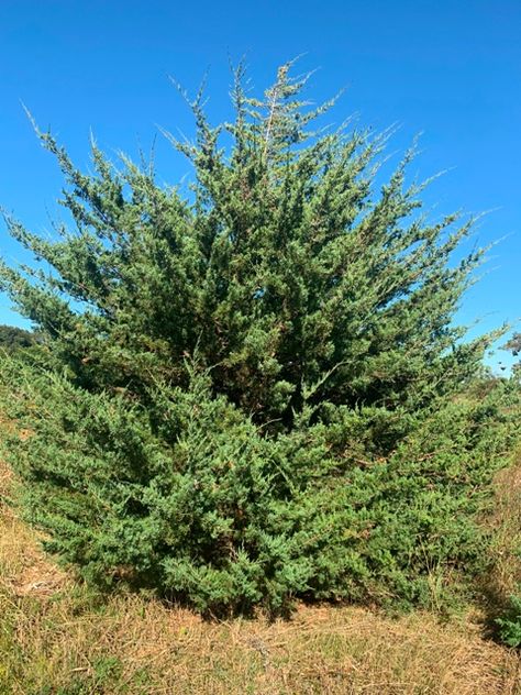 Red Cedar Tree, Windbreak Trees, Eastern Red Cedar, Conifers Garden, Cedar Tree, Cedar Trees, Garden Greenhouse, Kinds Of Birds, Garden Trees