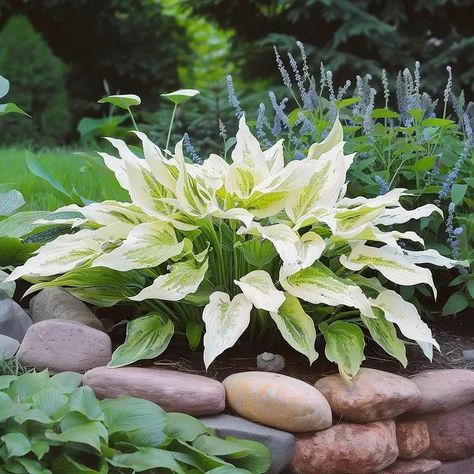 White Feather Trimmed Hosta - 3 Bare Roots - Hardy and Shade Tolerant Plants Great for any Landscape - 3 Bare Roots - On Sale - Bed Bath & Beyond - 40158097 White Feather Hosta, Blue Hosta, Shade Tolerant Plants, Shade Loving Perennials, Starter Plants, White Feather, Garden Living, Low Maintenance Plants, Perfect Plants