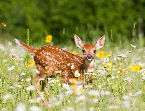 White Tailed Deer Fawn in Meadow  By Ken Canning Animal Names, Deer Illustration, Cute Animals Images, Whitetail Deer, Baby Deer, Cute Animal Pictures, Animals Images, Exotic Pets, Animal Theme