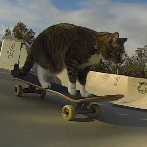 Double Tap, Dressage, Skateboarding, A Cat, Cats Of Instagram, Skateboard, Tap, On Instagram, Instagram