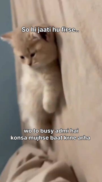 Shy Cat Video, Cute Couple Jokes, Ideas For Snapchat Streaks, Relatable Quotes Feelings, Flirty Cat, Funny Cat Quotes, Funny Flirting Quotes, Flirty Lines, Cat Text