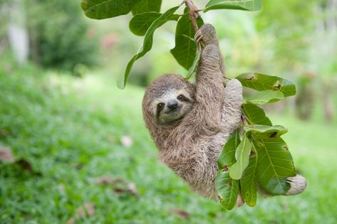 Cute baby sloths in Costa Rica feature in PBS and BBC program ... Baby Sloth Pictures, Pictures Of Sloths, Cute Sloth Pictures, Sloth Photos, Sloth Drawing, Three Toed Sloth, Sloth Life, Sloth Art, A Sloth