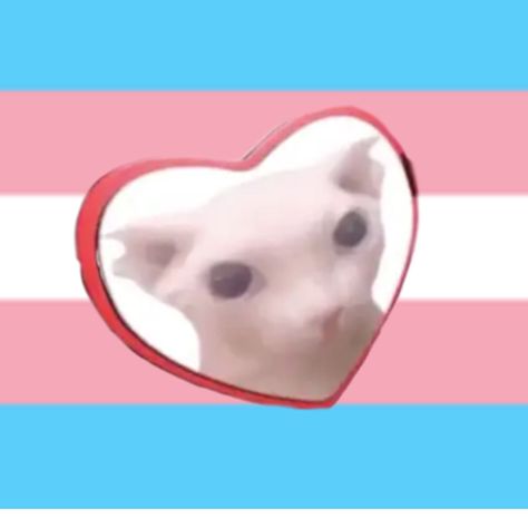 Bingus Pfp, Liquid Sky, Trans Art, Trans Rights, Pfps Icons, Silly Animals, Silly Pictures, You're Welcome, Love Love Love