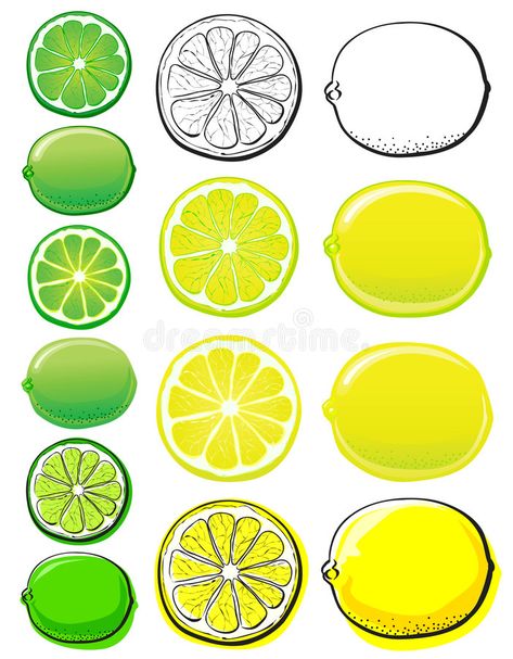 Lime Fruit, Lemon Slice, Lemon Lime, Easy Drawings, Flower Painting, Stock Photography, Stock Vector, Vector Illustration, Lemon