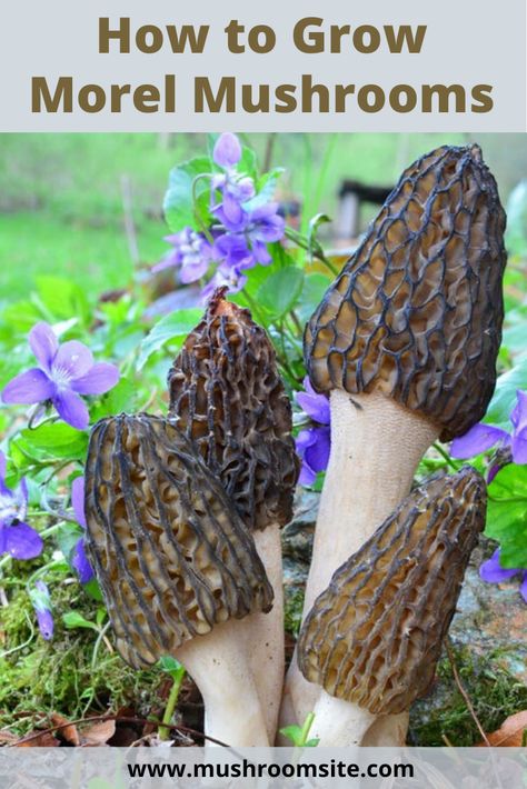 Growing Morel Mushrooms, Mushrooms Edible, Morel Mushroom Hunting, Edible Wild Mushrooms, Mushrooms Stuffed, Growing Mushrooms At Home, Morel Mushrooms, Mushroom Cultivation, Garden Mushrooms