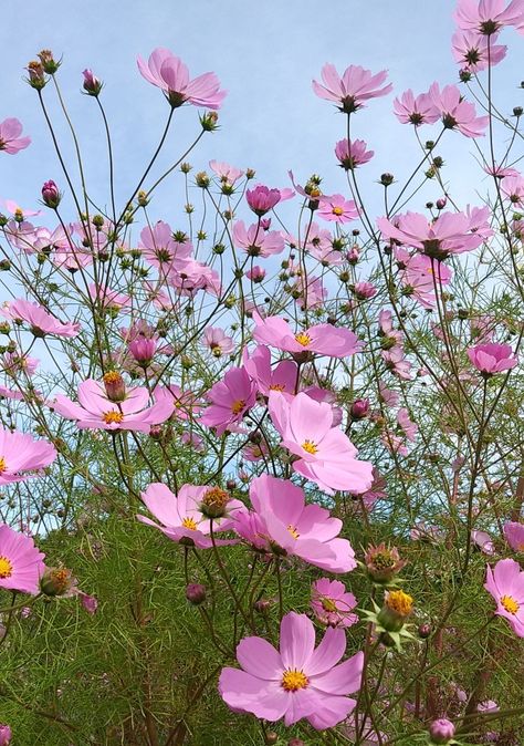 Pink Cosmos Aesthetic, Cosmo Flowers, Pink Cosmo, Wallpaper Nature Flowers, Wallpaper Nature, Nature Flowers, Hair Tutorials, Hair Tutorial, Cosmos