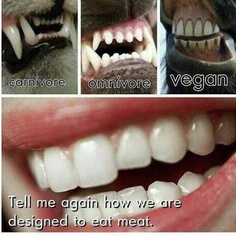 Tell me again how we were designed to eat meat? Odd Creatures, Vegetarian Quotes, Reasons To Go Vegan, Vegan Facts, Vegan Memes, Vegan Quotes, Why Vegan, Vegan Humor, Brain Cells