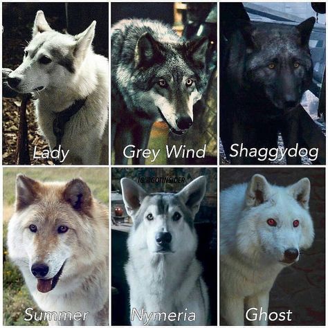 Game of Thrones Insider on Instagram: “Which one is your favorite direwolf? 🐺💙 - • Lady : Belongs to Sansa. Killed by Ned Stark. • Grey Wind : Belongs to Robb. Killed at the Red…” Games Of Thrones Tattoo, Game Of Thrones Instagram, Game Of Thrones Tattoo, Queen Of Shadows, Game Of Thrones Facts, Ned Stark, Game Of Thrones Artwork, Game Of Thrones Books, Game Of Thrones Quotes