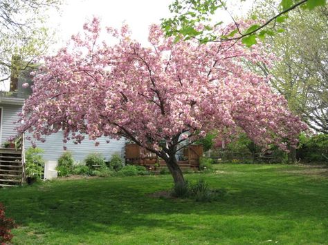 the-classic-kwanza - Would love this in my backyard Japanese Cherry Tree, Flowering Cherry Tree, Pine Tree Tattoo, Cool Tree Houses, Tree Centerpieces, Tree Clipart, Boho Garden, Sakura Tree, Tree Seeds