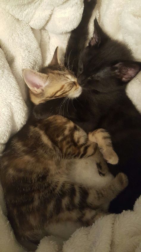 Black And Brown Cats Cuddling, Two Cats Aesthetic, Cute Cats Together, Two Cats In Love, Cats Hugging, Cats Cuddling, Two Black Cats, Cats In Love, Colorful Hairstyles