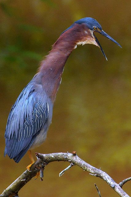 The Green Heron (Butorides virescens) | Photo: Valerie #ucumari  #flickr | CC BY-NC-ND 2.0 http://creativecommons.org/licenses/by-nc-nd/2.0/deed.de Green Heron, Noah S Ark, Herons, Shorebirds, Nature Birds, Animal Species, White Line, Wildlife Nature, Bird Pictures