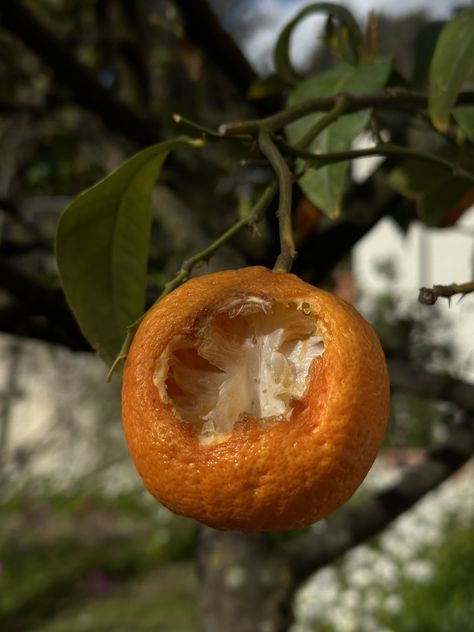 Rotting Fruit Art, Rotted Fruit, Annotation Drawings, Rotten Orange, Rotting Fruit, Rotten Food, Decay Art, October Challenge, Rotten Fruit