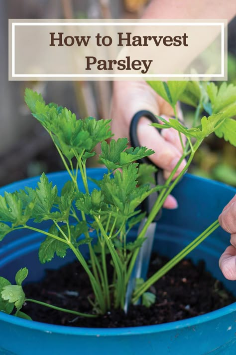 Harvest Parsley, Medicinal Herbs To Grow, How To Harvest Cilantro, Preserve Fresh Herbs, Drying Fresh Herbs, Growing Parsley, Parsley Plant, Herbs Recipes, Herb Growing