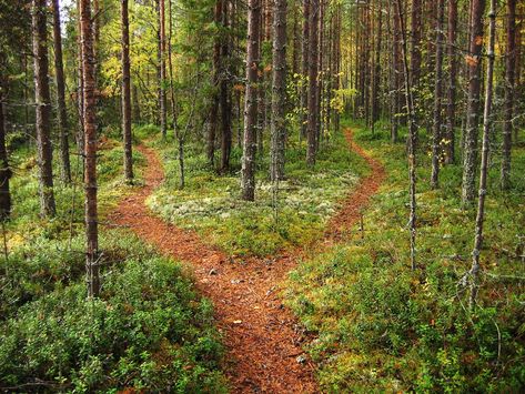 Fork In The Road, The Road Not Taken, Forest Wall Mural, Nature Sounds, Outdoor Survival, Survival Tips, Camping Hacks, The Road, Wall Murals