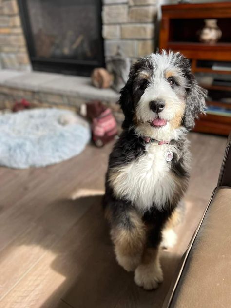 Bernedoodle Puppy Haircut, Bernadoodle Mini, Doodle Haircuts, Bernadoodle Puppy, Jacaerys Velaryon, Puppy Haircut, Bernedoodle Puppies, Mini Bernedoodle, Puppy Grooming