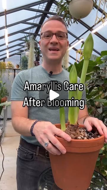 Raffaele Di Lallo on Instagram: "🌸Amaryllis care after blooming. You can keep these plants growing and blooming for YEARS, but you need to follow the right care in order to accomplish this. 

#amaryllis #hippeastrum #floweringbulbs" How To Grow Amaryllis Bulbs, How To Care For Amaryllis After Blooming, Amaryllis Care, Amaryllis Plant, Amaryllis Bulbs, Plants Growing, Garden Care, Plant Life, Green Thumb