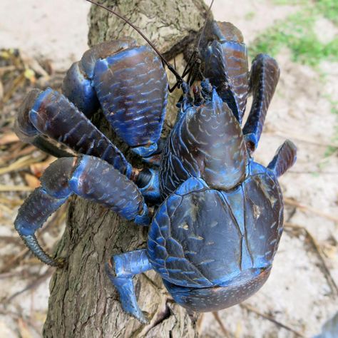 Coconut Crab, Creature Marine, Blue Crabs, Beautiful Sea Creatures, Interesting Animals, Blue Crab, Unusual Animals, Arthropods, Rare Animals