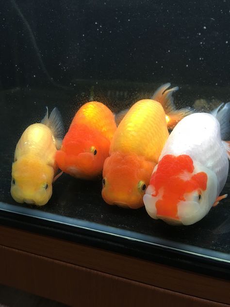 Bubbly Goldfish, Ranchu Goldfish Tank, Chubby Goldfish, Ranchu Gold Fish, Animal Pics Funny, Cute Gold Fish, Goldfish Cute, Ranchu Fish, Cute Animal Wallpapers