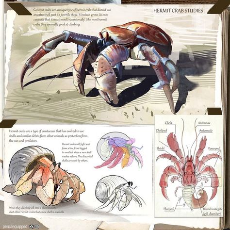 Hermit Crab Anatomy, Hermit Crab Character, How To Draw A Hermit Crab, Hermit Crab Character Design, Crab Scientific Illustration, Fantasy Crab, Hermit Crab Illustration, Hermit Crab Drawing, Crab Reference