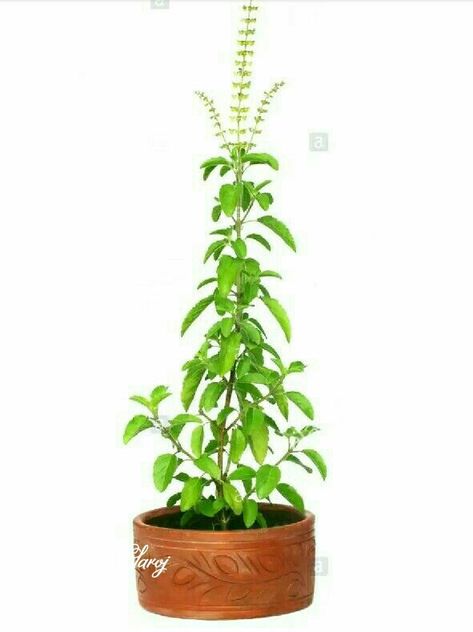 Gods Photos, Tulasi Plant, Tulsi Pot, Happy Diwali Status, Diwali Status, Banner Sample, Tulsi Plant, Photos Of Lord Shiva, Puja Room