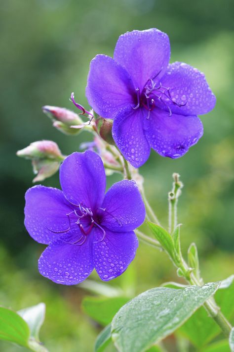 How to Care for a Tibouchina Plant | Hunker Purple Flower Plant, Vegetable Garden Inspiration, Beautiful Purple Flowers, Orchid Fertilizer, Myrtle Tree, Florida Gardening, Hardiness Zones, Fall Vegetables, Princess Flower