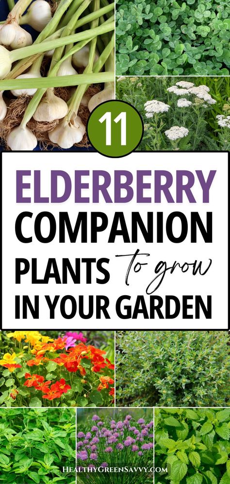 Elderberry Companion Plants, Growing Elderberries, Elderberry Growing, Elderberry Honey, Elderberry Shrub, Planting Techniques, Upcycled Planters, Elderberry Plant, Elderberry Bush