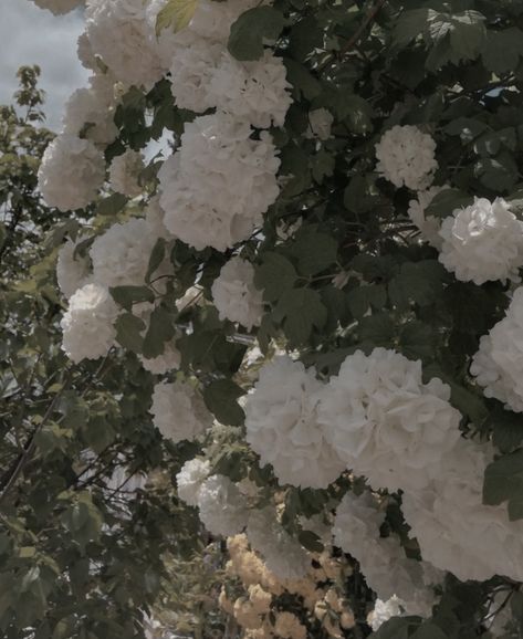 Hydrangea Wedding Aesthetic, Aesthetic Hydrangea, White Hydrangeas Aesthetic, White Hydrangea Aesthetic, Hydrangeas Aesthetic, Hydrangea Aesthetic, Hydrangea Wallpaper, White Azalea, Azalea Flower