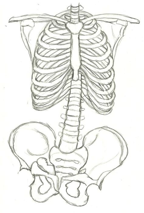 ribcage Rib Cage Drawing, Lungs Drawing, Bone Drawing, Skeleton Drawings, Anatomy Sketches, Skeleton Art, Diy Stuff, Anatomy Art, Sketchbook Art Inspiration