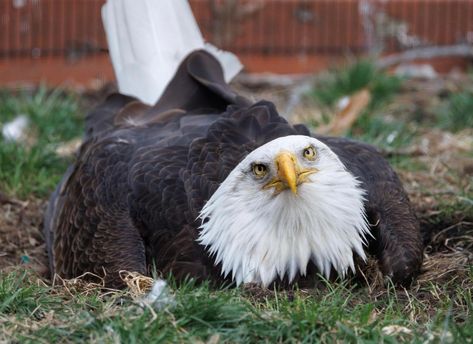 Move On From Him, Foster Baby, Bird Sanctuary, Eagle Nest, World Birds, Eagle Rock, Bald Eagles, A Rock, Bald Eagle