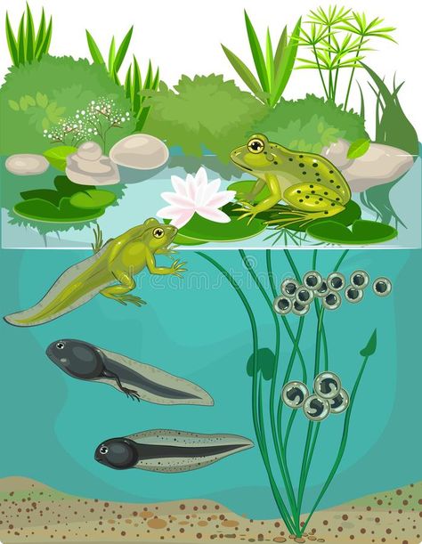 Life cycle of frog. Life cycle of green frog , #AFF, #cycle, #Life, #green, #frog #ad Frog Cycle, Cycle Tattoo, Frog Vector, Life Cycle Of A Frog, Frog Life Cycle, Animal Life Cycles, Lifecycle Of A Frog, Nature Journaling, Frog Frog