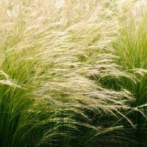 A Charming Mediterranean Stone Path Nassella Tenuissima, Stipa Arundinacea, Mexican Feather Grass, Prairie Planting, Perennial Grasses, Meadow Garden, Tree Garden, Pony Tails, Grasses Garden