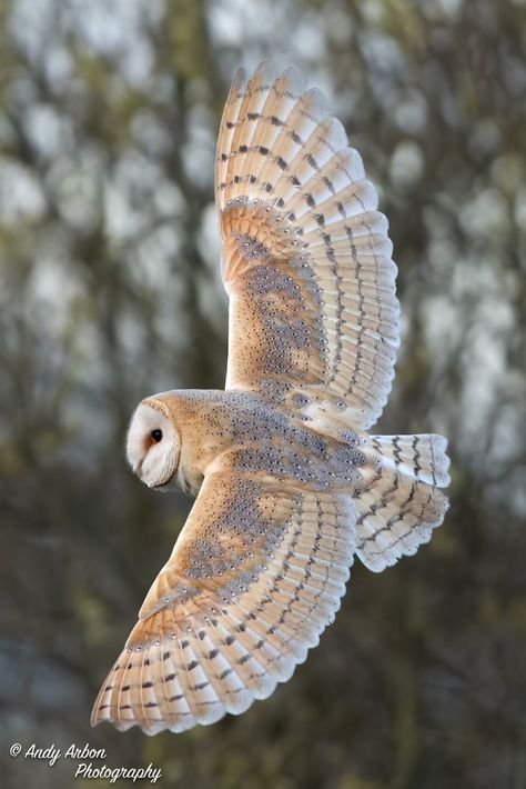 Owl Reference, Barn Owl Drawing, Owl Habitat, Owl Sounds, Fantasy Owl, Flying Owl, Owl Species, Owl Wings, Tawny Owl