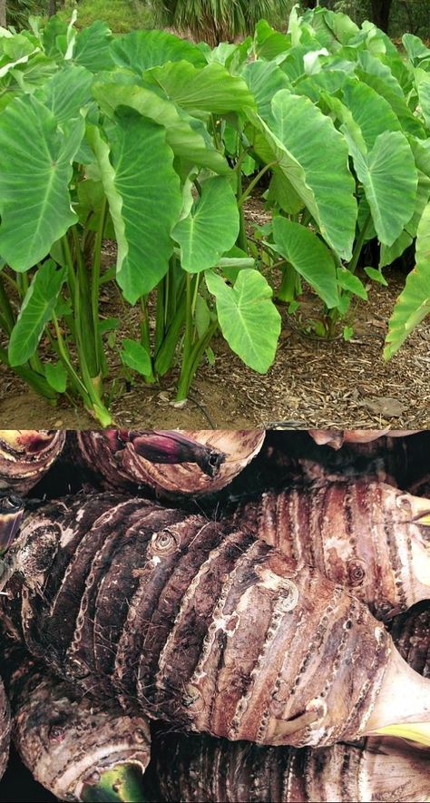 Cassava Farming, Cassava Plant, Indoor Cactus Plants, Taro Leaves, Colocasia Esculenta, Vegetable Planting Guide, Taro Plant, Food Forest Garden, Elephant Ear Plant