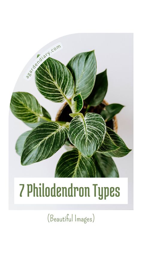 Transform your space with the lush greenery of 7 Philodendron Types, beautifully showcased in our image collection. Each philodendron variety offers its own unique appeal, from the striking patterns of the Philodendron Birkin to the elegant leaves of the Philodendron Micans. Dive into the world of philodendrons and discover the perfect plant to add a touch of natural beauty to your home. Explore their features, care tips, and more. Types Of Philodendron Plants, Philodendron Types, Inside House Plants, Philodendron Birkin, Philodendron Micans, Succulent Bowls, Prince Of Orange, Philodendron Plant, Garden Diary