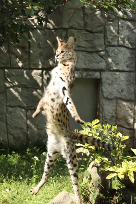 Serval Cat, Savannah Cats, Serval Cats, Herding Cats, Exotic Cats, Savannah Cat, Cool Animals, Animal Reference, Pretty Animals