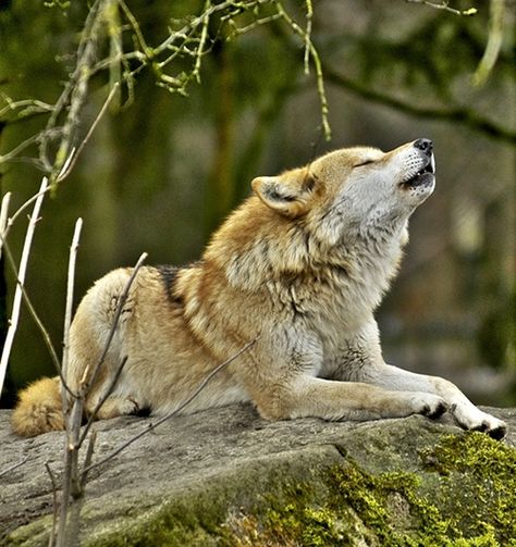 Never seen a Golden Wolf before………… Wolf World, Wolf Photos, Wolf Love, Wild Wolf, Wolf Pictures, Wolf Spirit, Beautiful Wolves, Anime Wolf, Lone Wolf