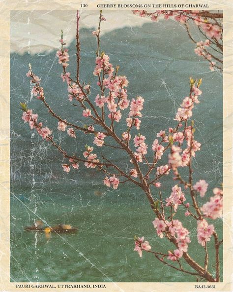 Vintage Postcards Printable, Bright Sunny Day, Cool Breeze, Printable Vintage, Sunny Day, Vintage Postcards, Meet You, Cherry Blossom, Free Printable