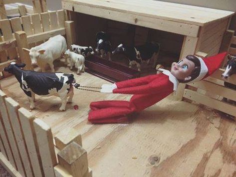 elf on shelf cow rancher. Cow calf. Christmas. Farmer elf on the shelf. Farming cattle. Pulling calf Dr Pol, Celtic Christmas, Aussie Shepherd, Elf On A Shelf, Creepy Guy, Make Em Laugh, Elf Activities, Elf Fun, Cow Calf