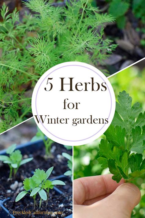 Winter Herbs Outdoor, Winter Herb Garden, Herb Garden Plans, Fall Herbs, Annual Herbs, Fall Gardening Ideas, Fall Garden Ideas, Fall Tattoos, Fall Container Plants