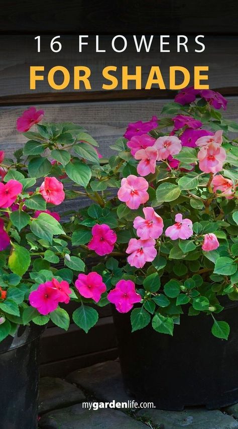 Beautiful Shade Gardens, Shade Flower Boxes, Shade Loving Flowers For Pots, Flowers For Shaded Areas Perennials, Flowers That Do Well In Shade, Shade Pots Ideas, Flowers For Shaded Areas Pots, Flowering Perennials For Shade, Outdoor Potted Plants For Shaded Areas