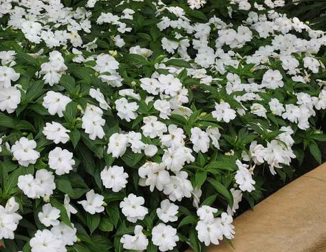 White Impatiens, Full Sun Container Plants, New Guinea Impatiens, Licorice Plant, Full Sun Flowers, Full Sun Perennials, Full Sun Plants, Outdoor Performance, Colorful Succulents