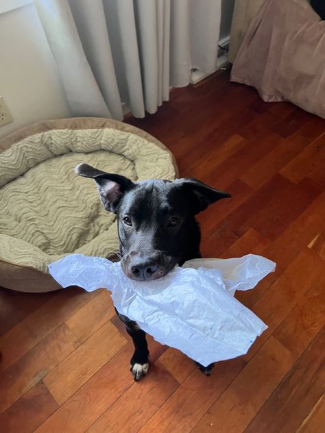 Dog ate my homework! Dog Ate My Homework, Lab Puppy, Floppy Ears, Black Lab, Dog Eating, Small Dog, Puppy Dog, Homework, Small Dogs