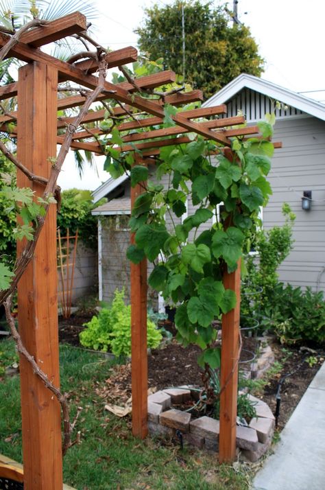 So want an arbor like this in the garden. Nothing fancy, just a simple one. No bench. Maybe put it over the pathway to the front faucet. Backyard Trellis, Grape Vine Trellis, Grape Trellis, Grape Arbor, Garden Archway, Small City Garden, Vine Trellis, Corner Garden, Garden Arbor