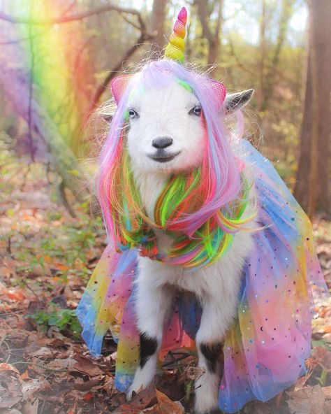 Goat Life on Instagram: “Another entry of our pet Goat as a mystical unicorn in an enchanted forest! 😘 MaDolly Goaticorn rainbow colors. Costume. Cute animal photography #unicorn” Mystical Unicorn, Pet Goat, Goat Art, Cute Goats, Bohol, Baby Goats, Black Sheep, Enchanted Forest, Bones Funny