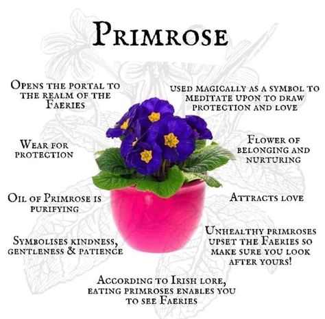 Witch Info, Herbal Grimoire, Magickal Correspondences, Primrose Flower, Flower Symbolism, Grimoire Ideas, Magickal Herbs, Green Witchcraft, Plant Magic