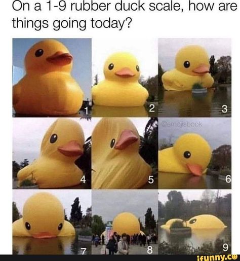 Today Meme, Duck Memes, Funny Duck, Funny Pictures With Captions, Memes Br, What’s Going On, Rubber Duck, Super Funny, Images Gif