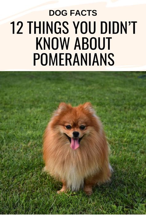 Pomeranian Puppy Haircut, Pomeranian Puppy Training, Puppies Images, Pomeranian Colors, Pomeranian Facts, Pomeranian Haircut, Instagram Celebrities, Baby Pomeranian, Dog Haircut