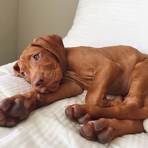 Tattoo Nature, Hungarian Vizsla, Vizsla Dogs, Irish Terrier, Vizsla Puppies, Rhodesian Ridgeback, Springer Spaniel, Dog Photos, Beautiful Dogs